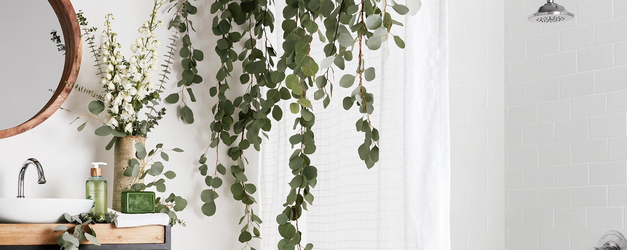 Eucalyptus Eucalyptus